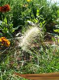 Feathertop Grass / Pennisetum villosum
